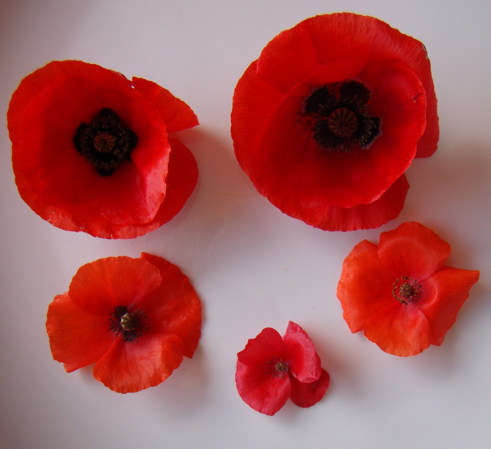 Surprised by Time Poppies