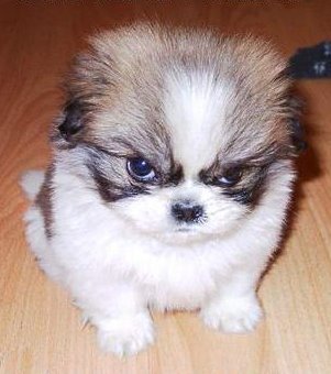 [_images_photos_angry%20puppy.jpg]