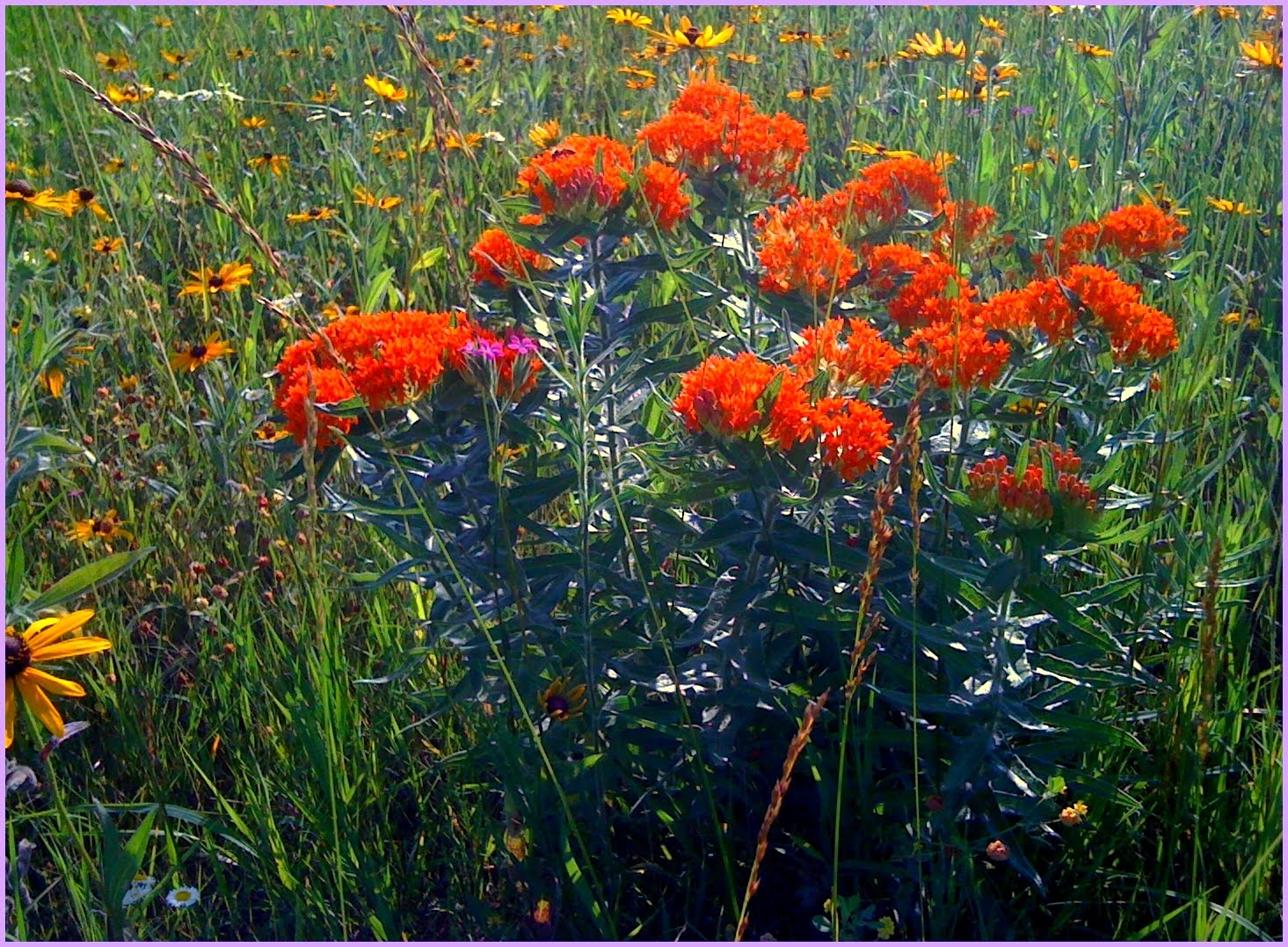 Fat Johnny's Front Porch Kansas Tallgrass Prairie Wildflowers