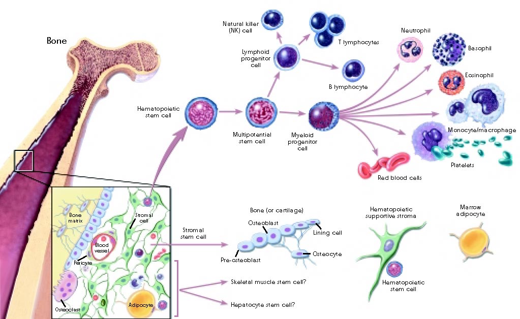 Adult Stem Cells Bone Marrow 108