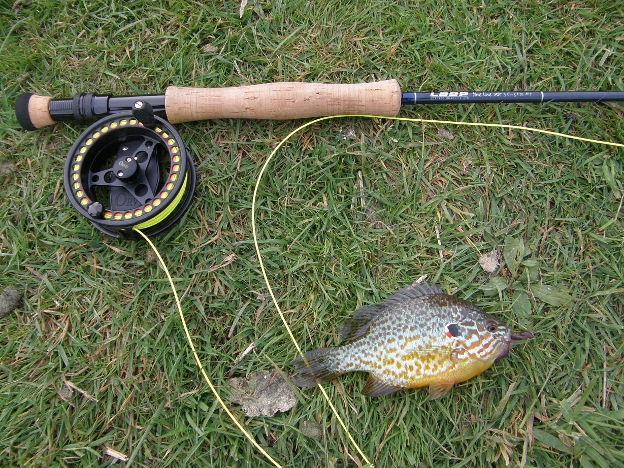 BCOnTheFly Sunfish AKA Pumpkinseed