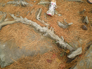 stone mountain: Root Action- 33 4854 30 N 084 0922 70 W