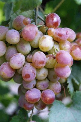 Яблоня элита описание сорта фото отзывы. Сорт элитного. Виноград талдун. Виноград ризамат красный. Яблоня колоновидная останкино.