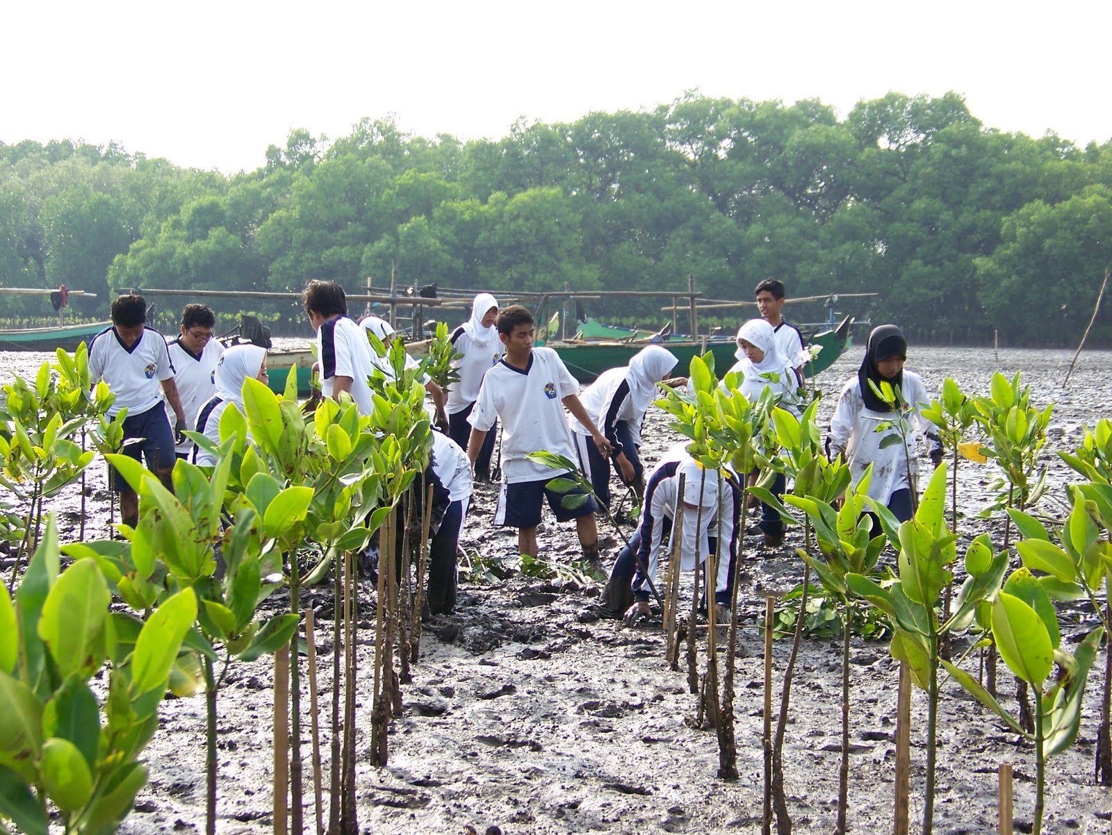 Mengembalikan Keindahan Pantai: Pelatihan Penanaman Hutan Mangrove untuk Rehabilitasi dan Mencegah Erosi