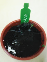 育てて楽しむ「小さな植木鉢」～Petit Planter～タイム観察日記９日目の巻。