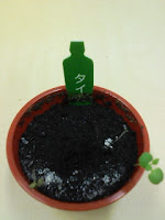 育てて楽しむ「小さな植木鉢」～Petit Planter～タイム観察日記４２日目の巻。