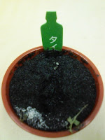 育てて楽しむ「小さな植木鉢」～Petit Planter～タイム観察日記４９日目の巻。