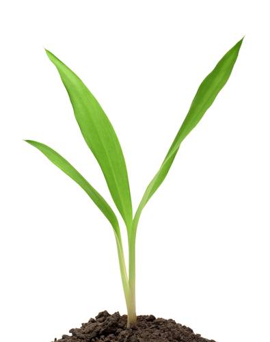 [Tohumlar+hangi+yöne+büyüyeceklerini+nasıl+bilirler.jpg]