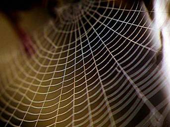 [Örümcekler+kendi+ağlarına+neden+yakalanmaz.jpg]