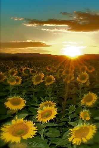 [Se+o+gão+de+trigo....jpg]