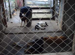 Foto en la eliminación de perros en Coyhaique