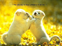 Friendship Puppy Cards