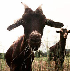 Chivo.jpg