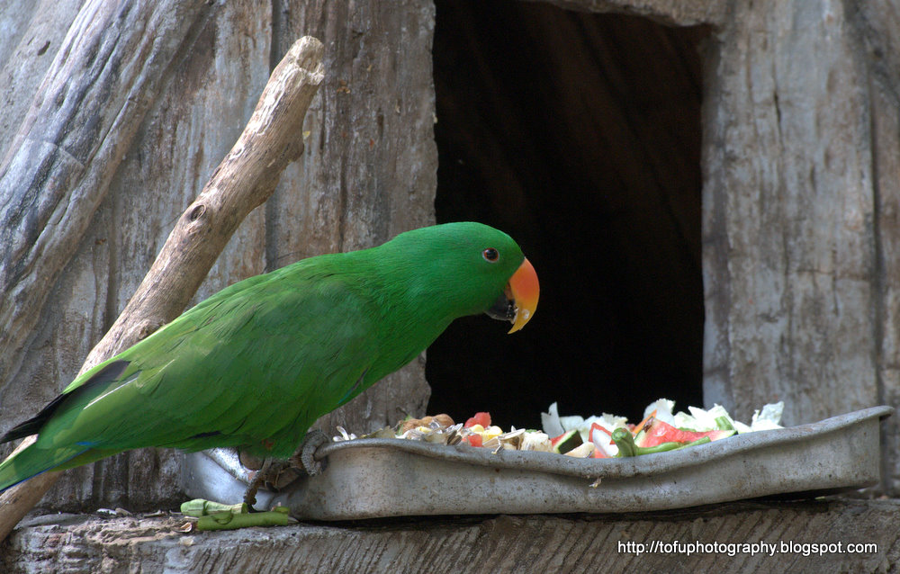 Tofu Photography Eclectus parrot pt 1
