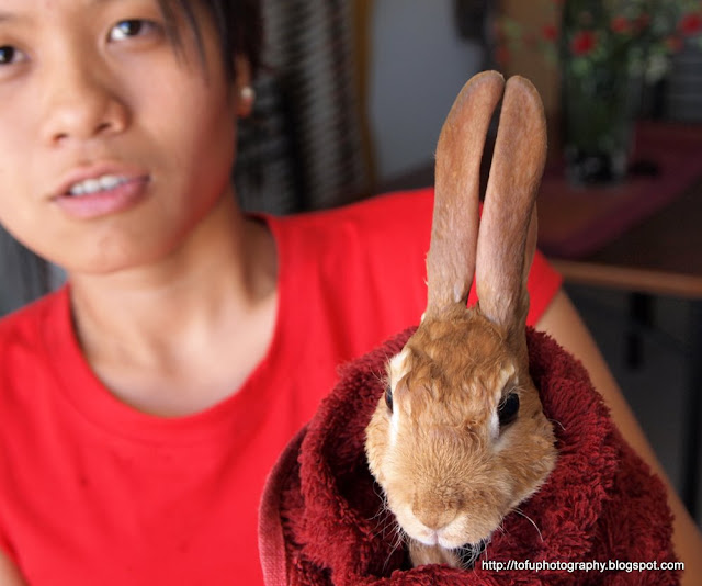 Tofu Photography A wet rabbit!