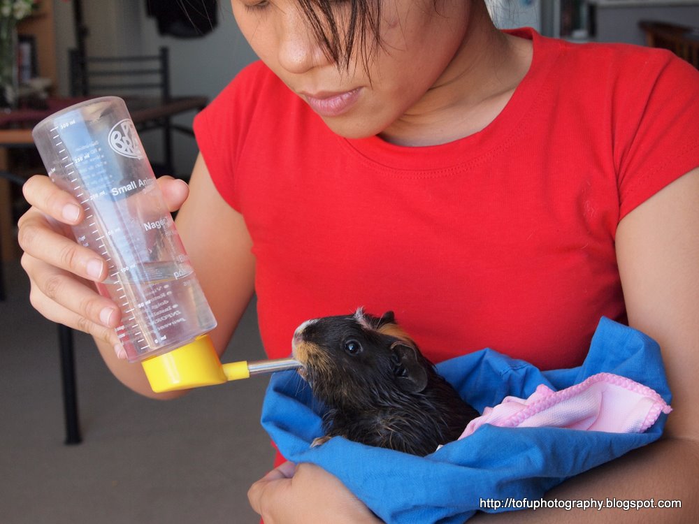 Tofu Photography Watering a guinea pig