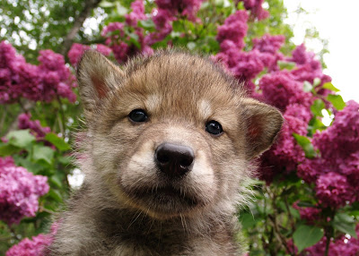 POTH's Western Wolf Dogs: Avalible Puppies
