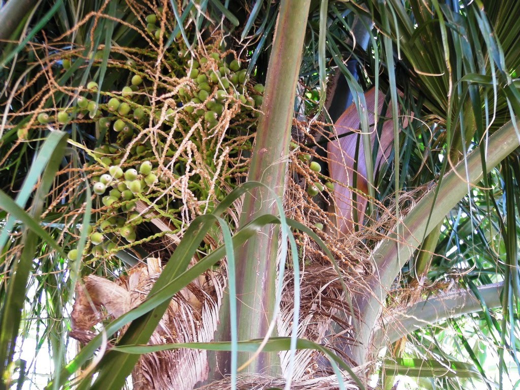 Hinterland Mama Palm Tree Seed Pods