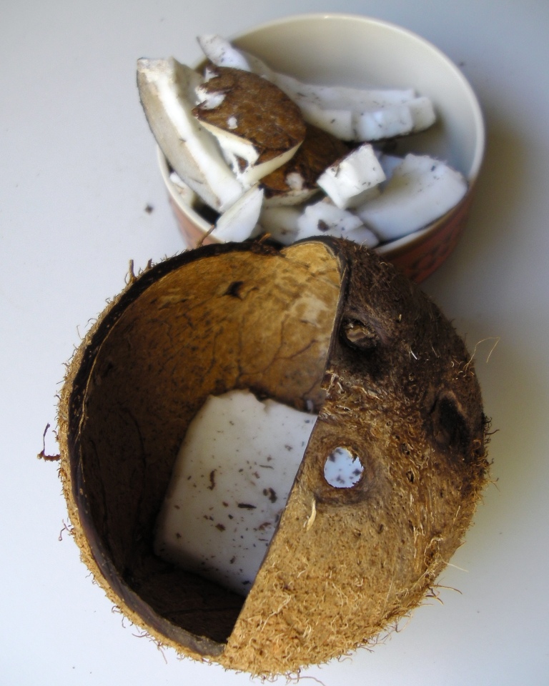 Hinterland Mama Coconut Shell Bird Feeder