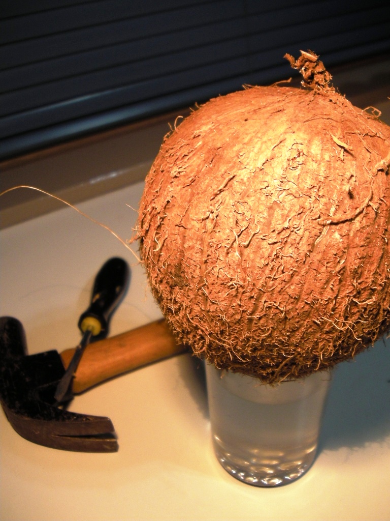 Hinterland Mama Coconut Shell Bird Feeder
