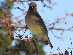 birds virginia northern neck bird berries eating berry sights types flying into window feathers its drunk cedar