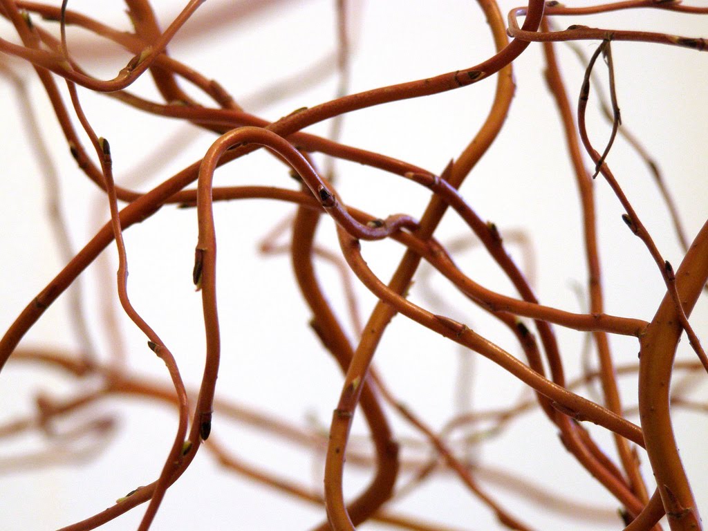 Tree Identification Salix babylonica pekinensis 'Tortuosa' Corkscrew