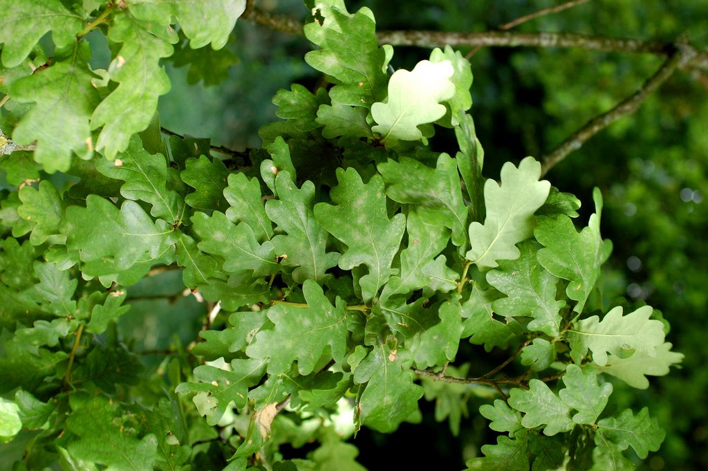 Tree Identification: Quercus robur - English Oak