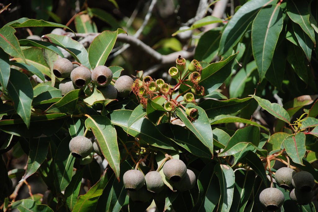 Tree Identification Eucalyptus ficifolia Redflowering Gum