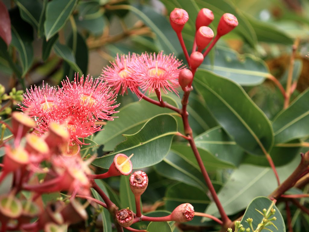 Tree Identification Eucalyptus ficifolia Redflowering Gum