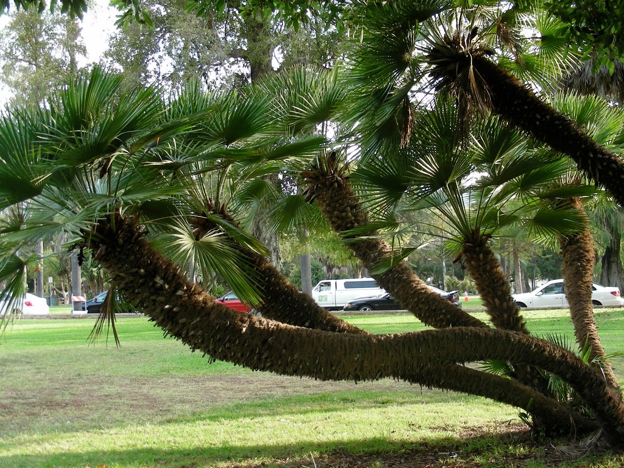 Tree Identification Chamaerops Humilis Mediterranean Fan Palm tree-identification-chamaerops-humilis-mediterranean-fan-palm