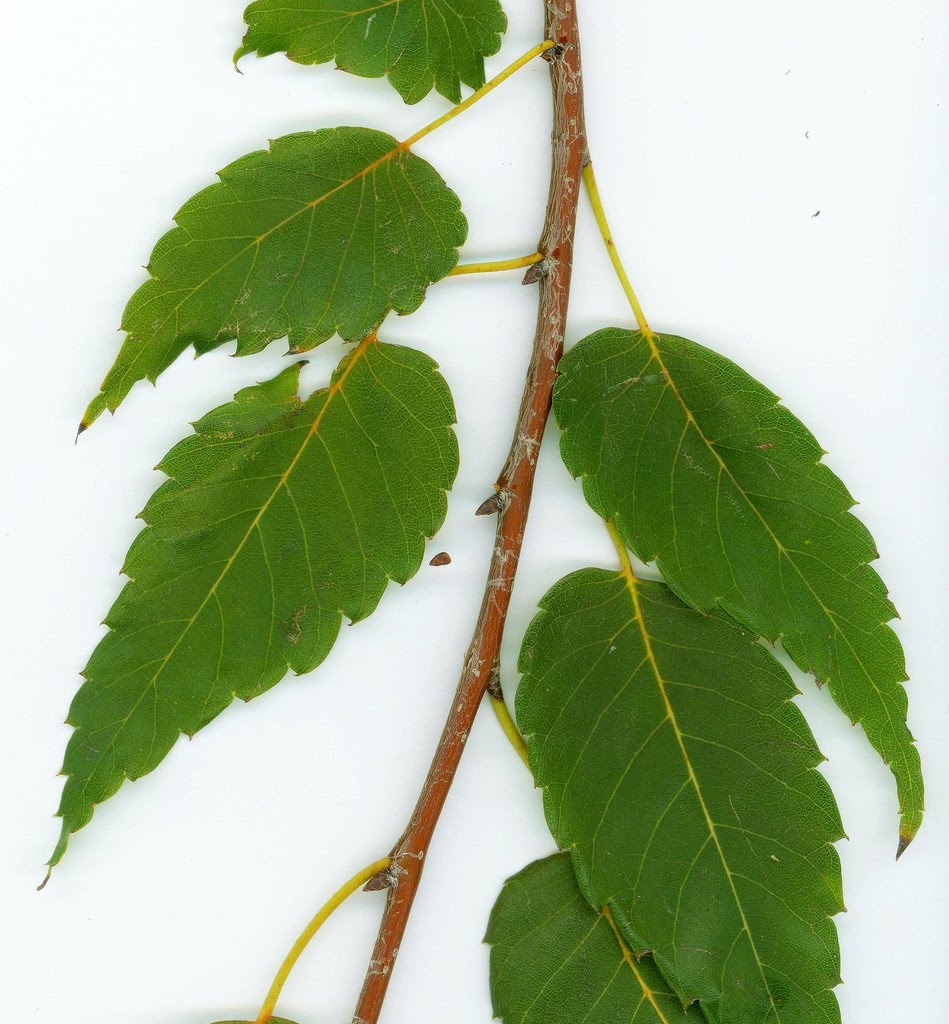 Tree Identification Zelkova serrata Sawleaf Zelkova