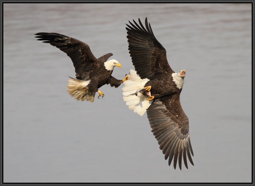 Bald Eagles at Conowingo Dam, Maryland