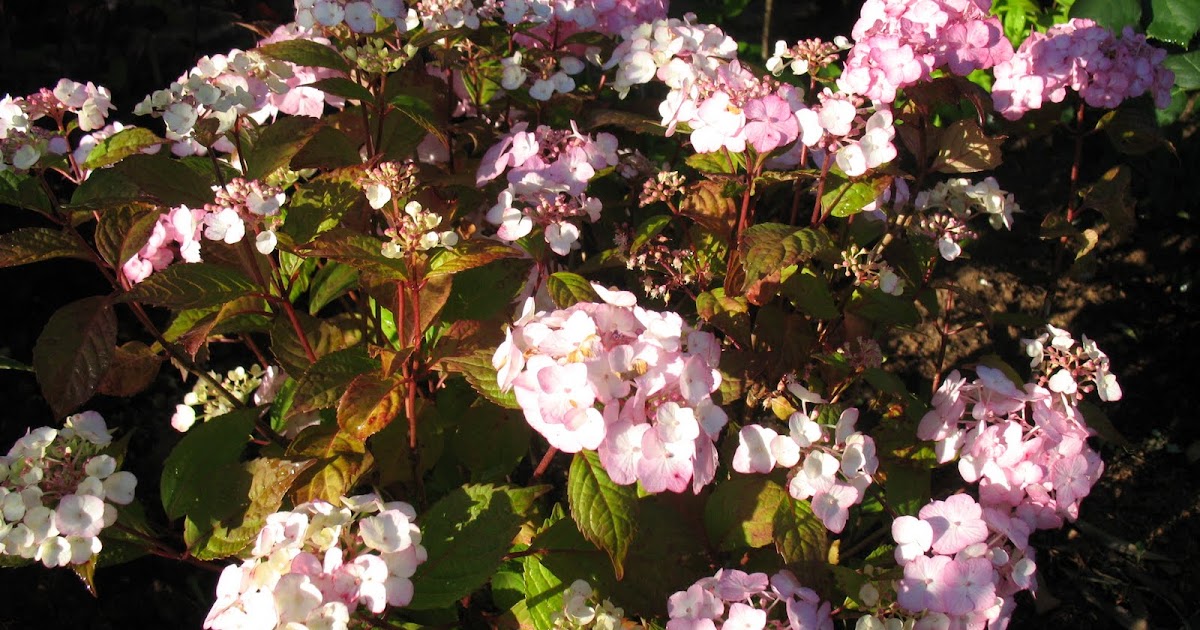 Roses Du Jardin Cheneland Hydrangea Macrophylla Otaksa