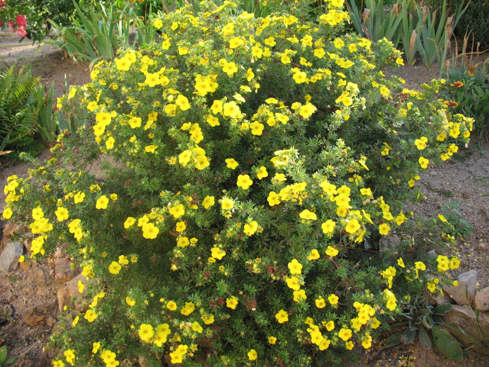 Flora Of Transbaikalia Shrubby Cinquefoil Dasiphora Fruticosa