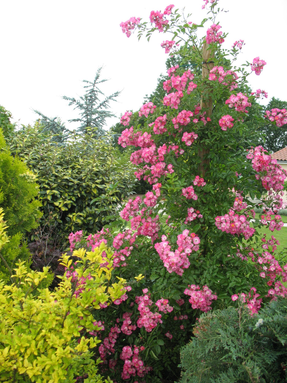 Roses Du Jardin Cheneland Ligustrum Ovalifolium Lemon And Lime