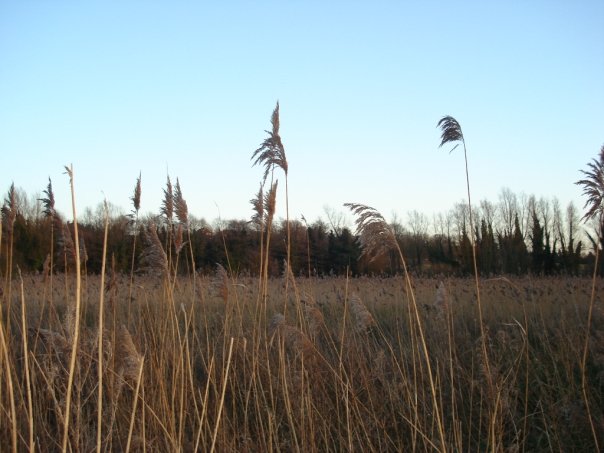 [n3419651_36729149_4312.jpg]