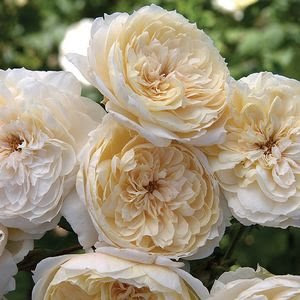 Northland Rosarium: Rose of the week, LUNAR MIST