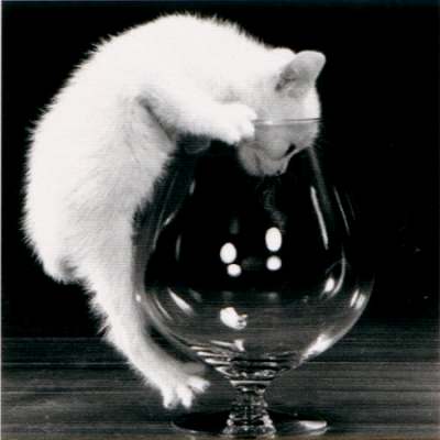 [kitten-wants-to-drink.jpg]