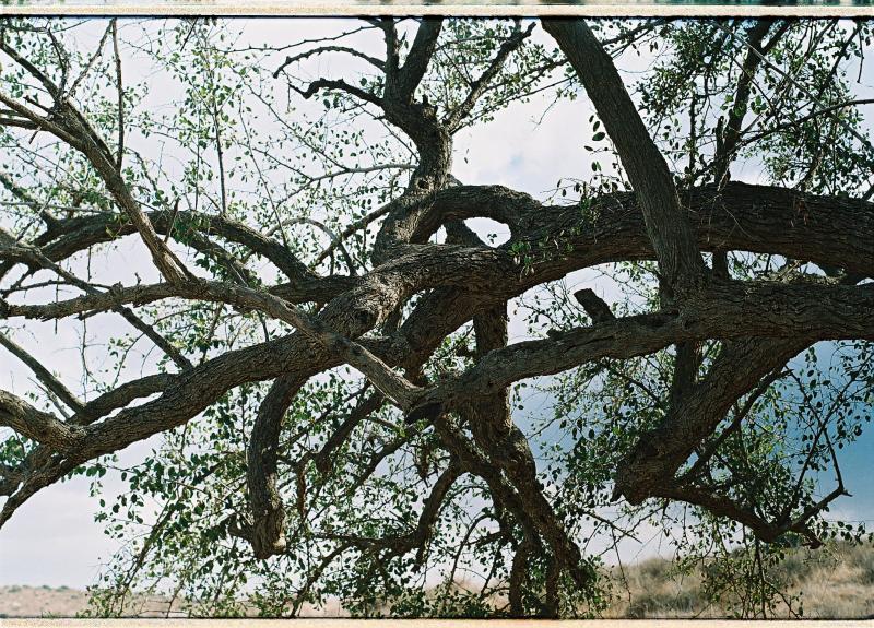 [devils_wild_plum_3.jpg]