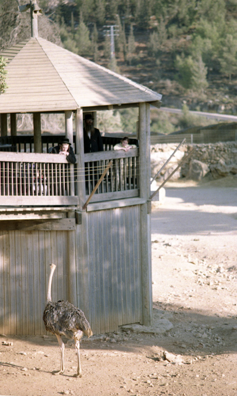 [dos+and+ostrich.jpg]