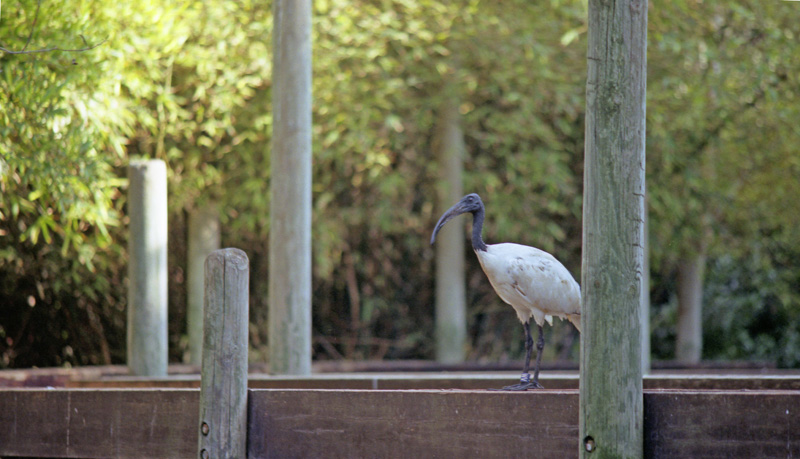 [ibis.jpg]