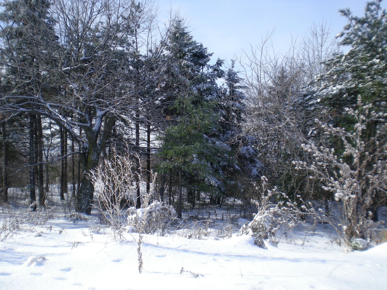 [mont+royal+204.jpg]