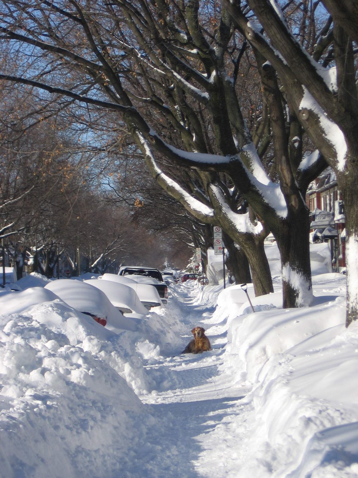[Après+la+tempete+de+neige+091_2.jpg]