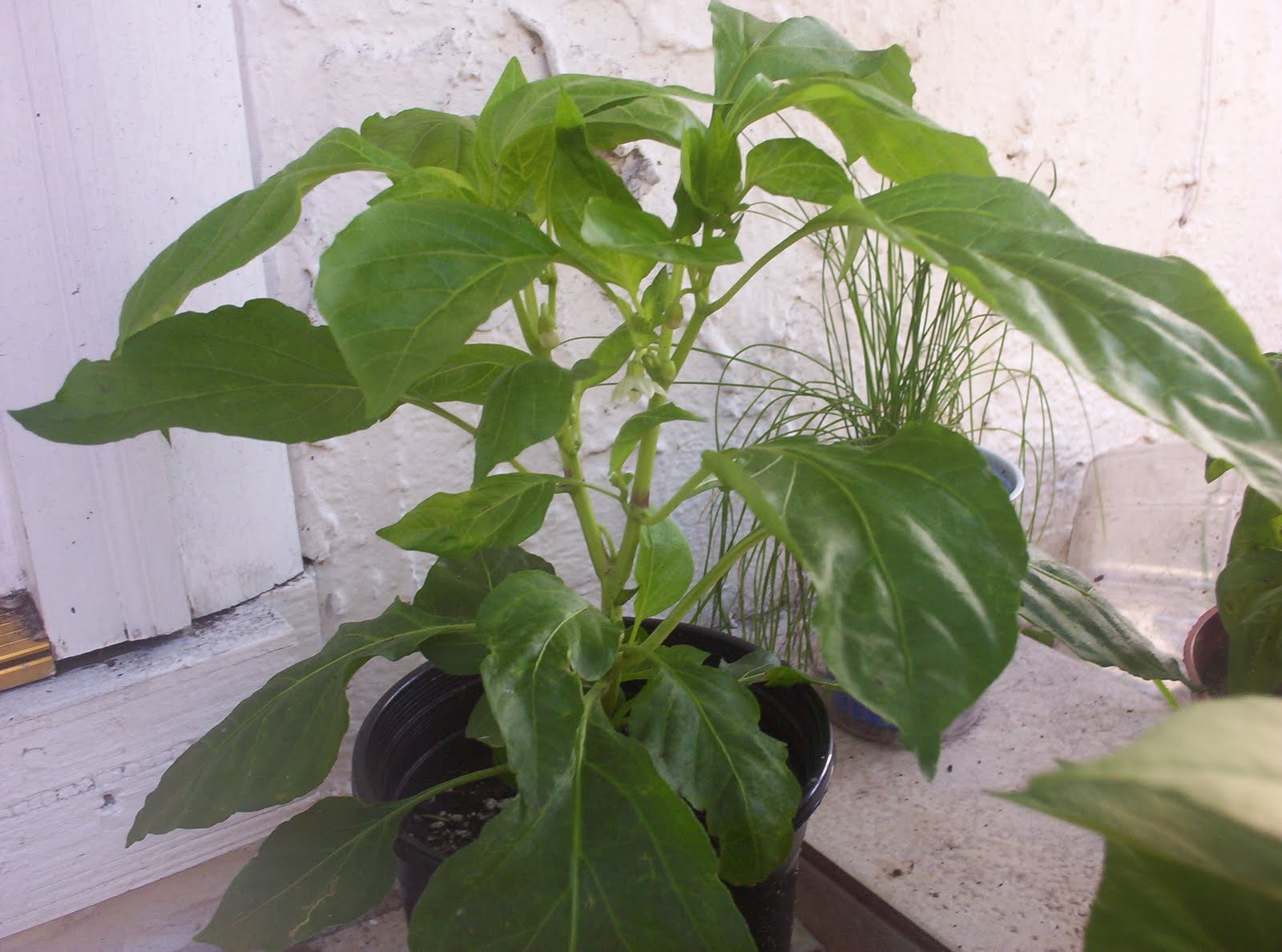 Pattys Container Garden Sweet Banana Peppers