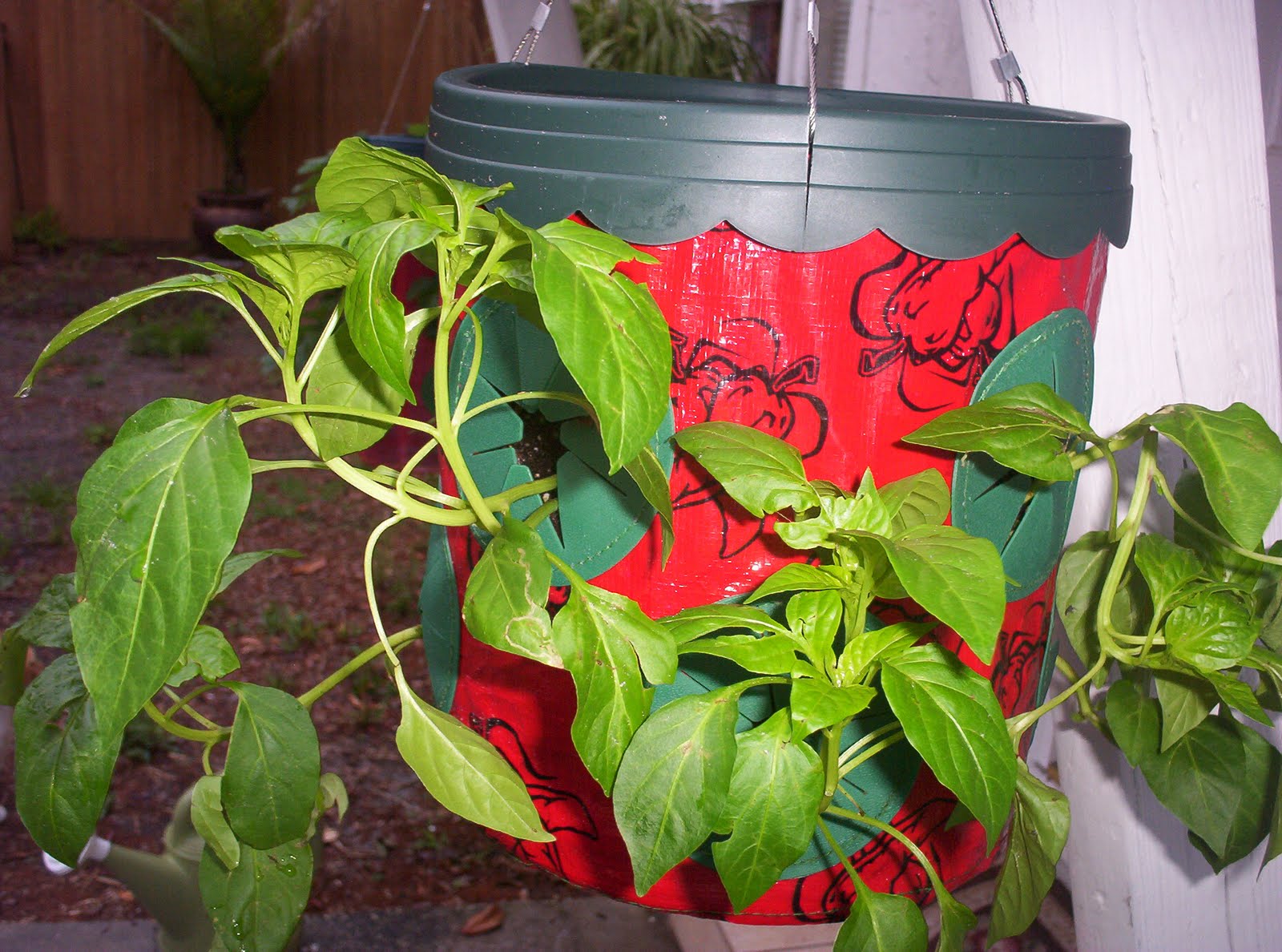 Pattys Container Garden Sweet Banana Peppers