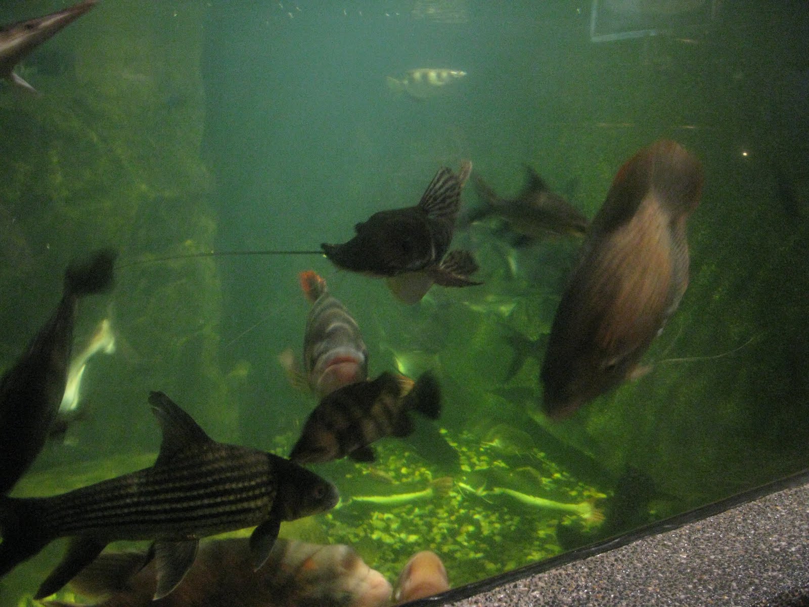 Your Career Partner Practical3g Aquaria KLCC best viewing of