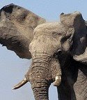 Story's elephant lead - click to go to source