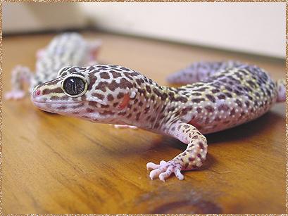 leopard gecko geckos today big armpit swollen taking care their