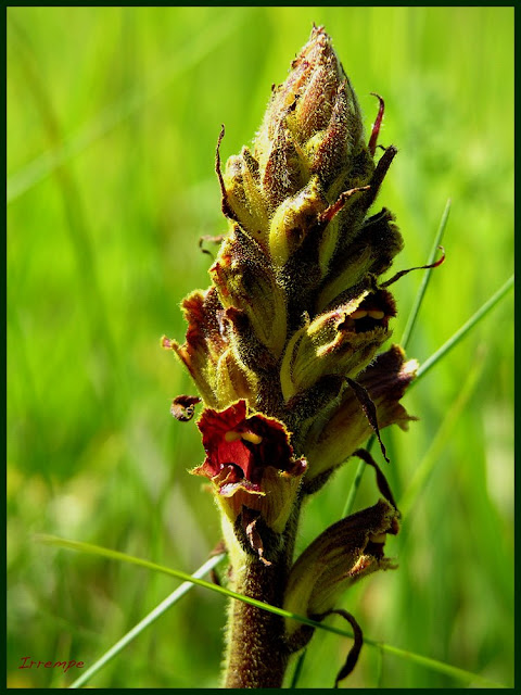 Retour à L'instinct Primaire Attaque Animaux Un jour, une photo: L'orobanche gracilis et le chat