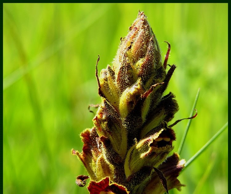Retour à L'instinct Primaire Attaque Animaux Un jour, une photo: L'orobanche gracilis et le chat